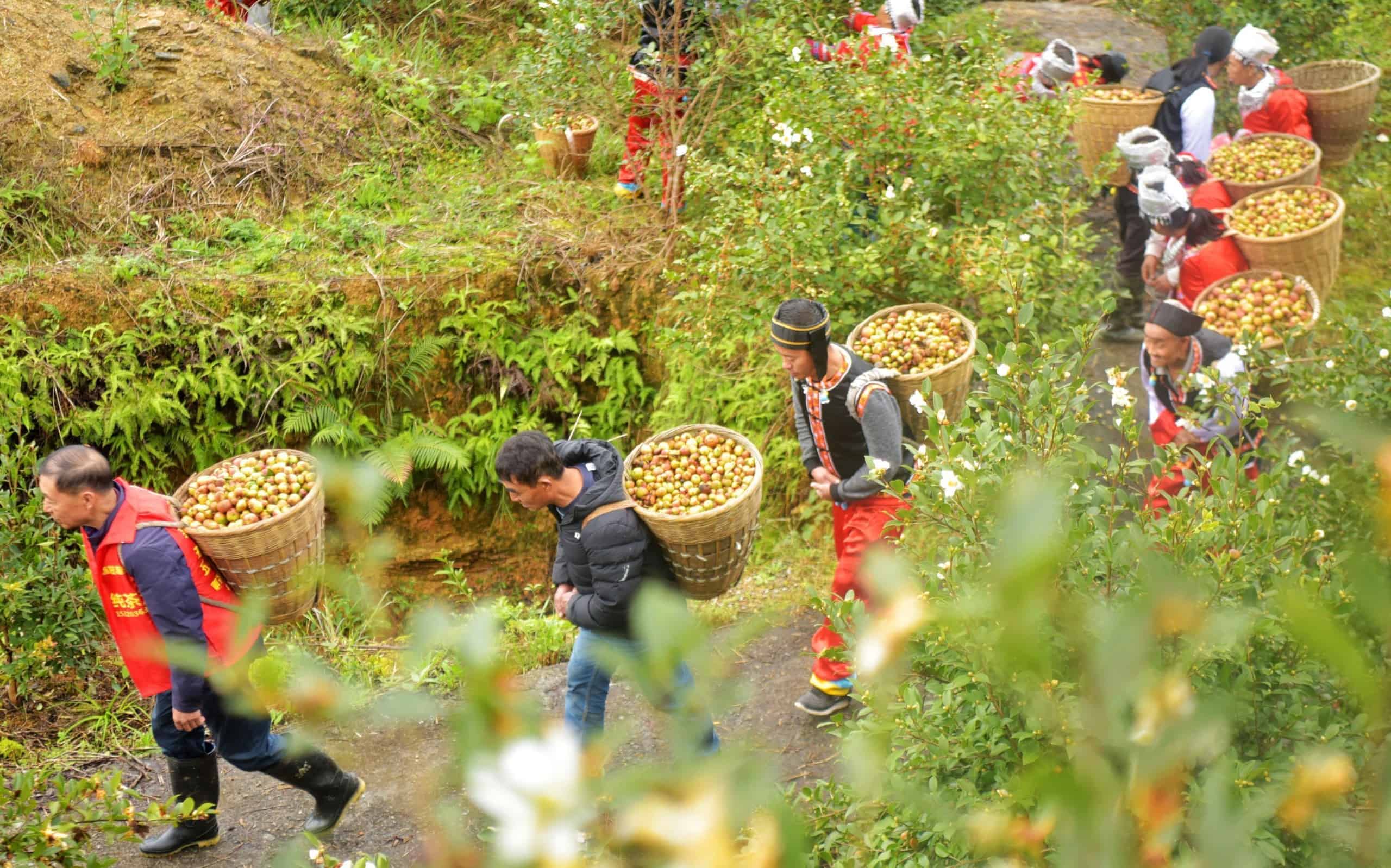 The Trickle-Down Economics in China’s Poverty Alleviation Drive