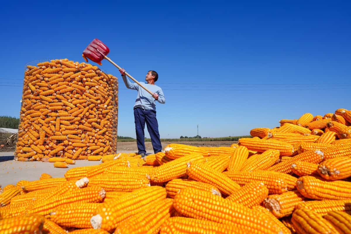 The Food Security Gene The Wire China