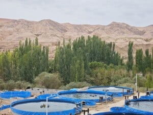 Xinjiang’s “Blue Miracle”